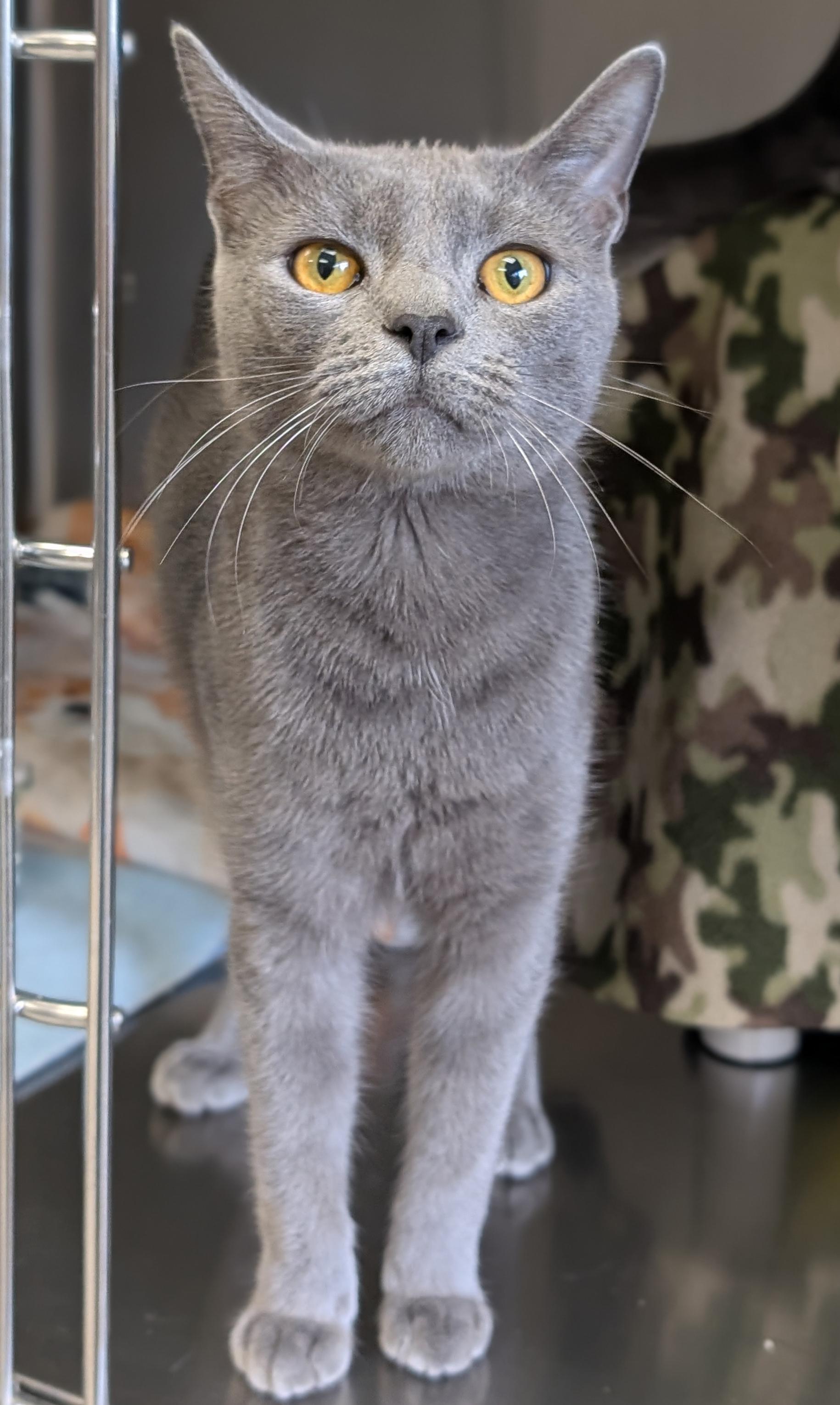 Enlarge Chicken in a Biskit, a Adopted Domestic Short Hair in Jefferson, WI image 2/2