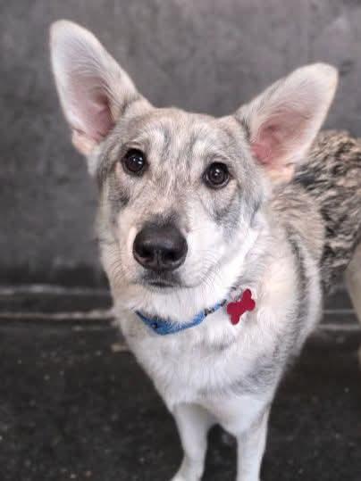 Malberian , Adoptable, Young Male Siberian Husky & Belgian Shepherd / Malinois.