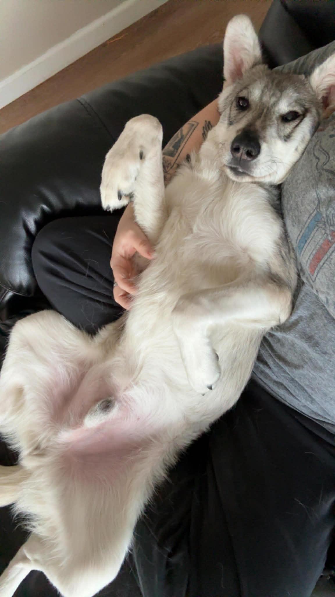 Enlarge Malberian , a Adoptable mixed breed in Merrillville, IN image 3/6