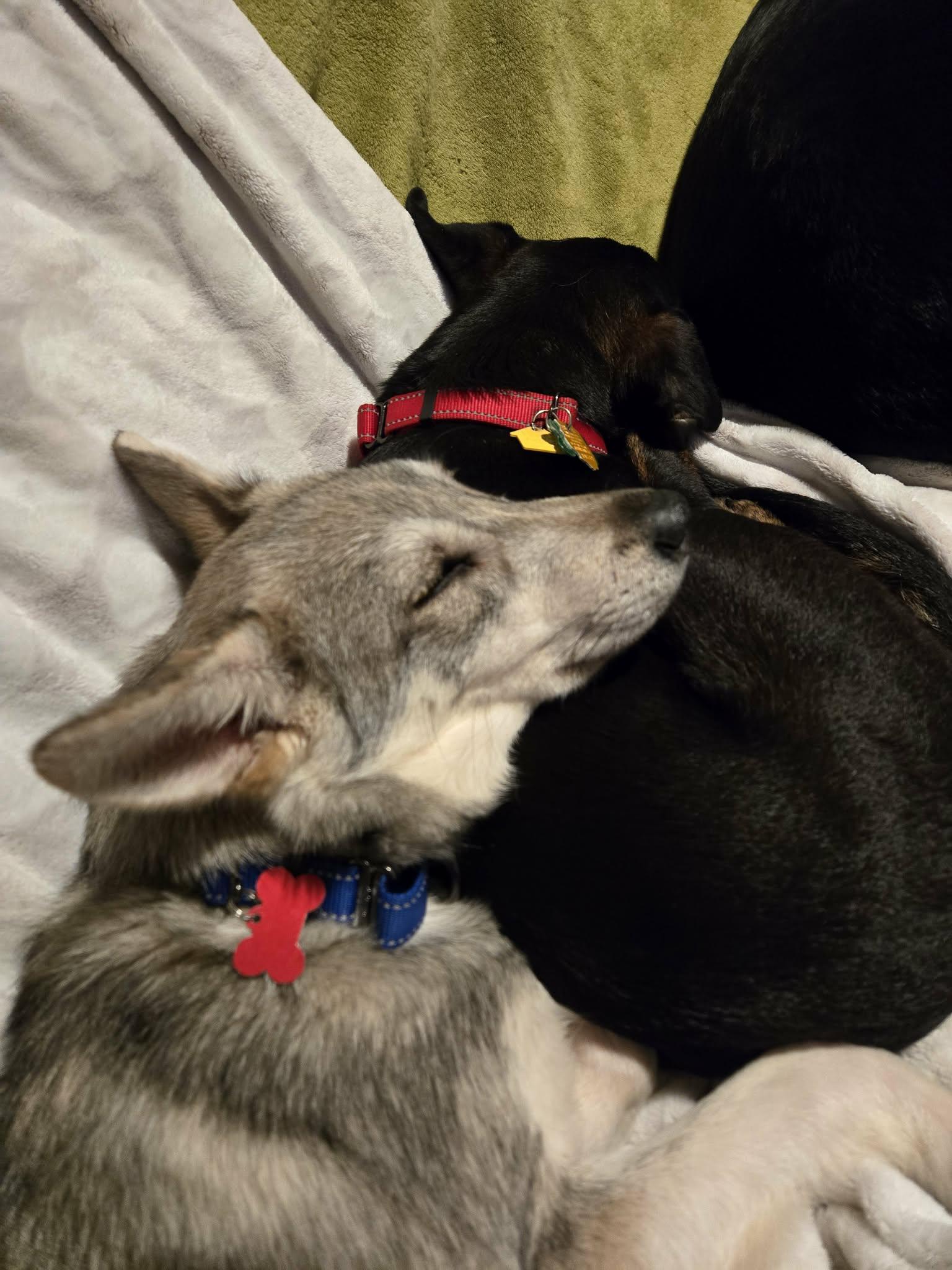 Enlarge Malberian , a Adoptable mixed breed in Merrillville, IN image 4/6