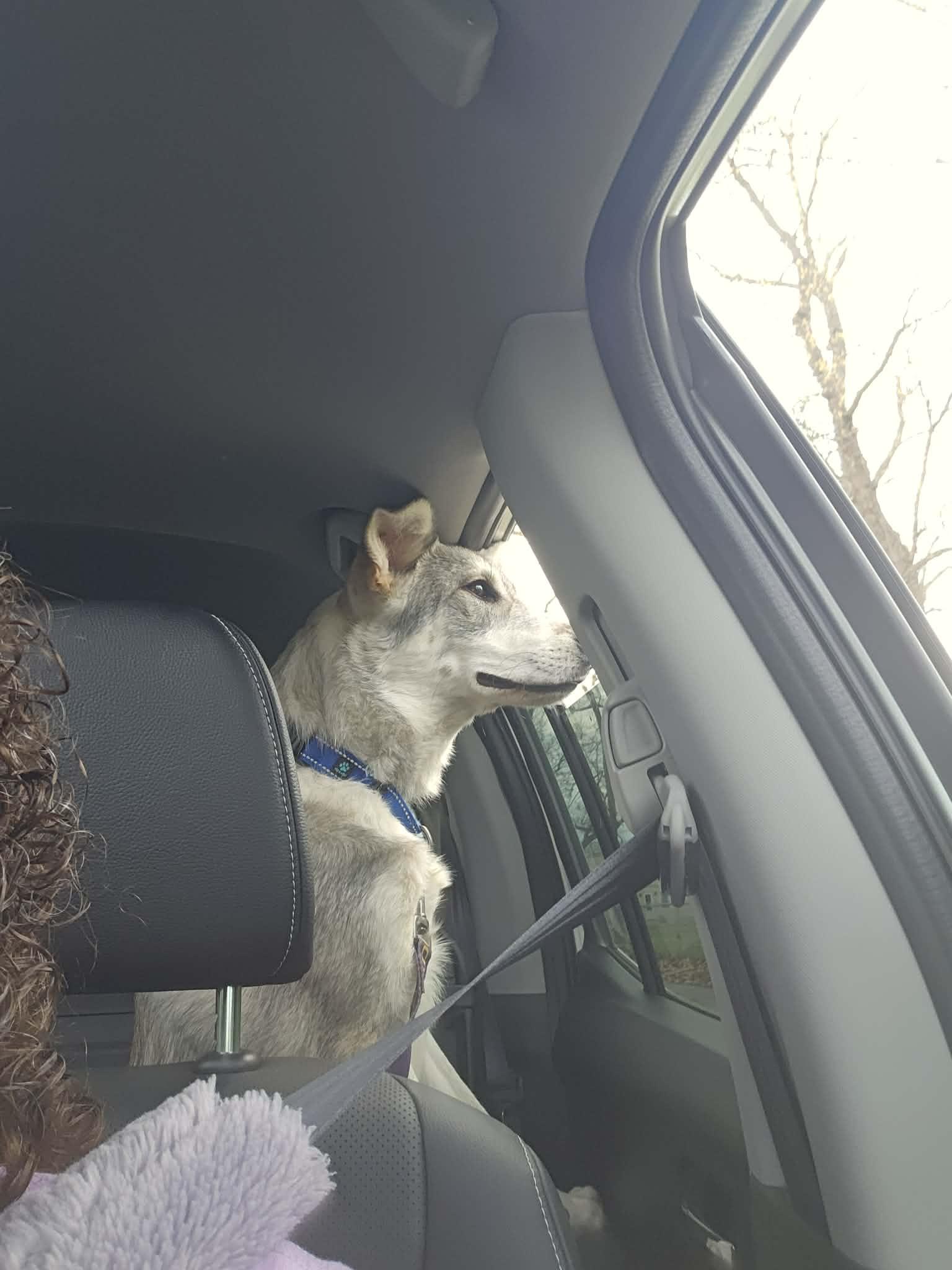 Enlarge Malberian , a Adoptable mixed breed in Merrillville, IN image 6/6