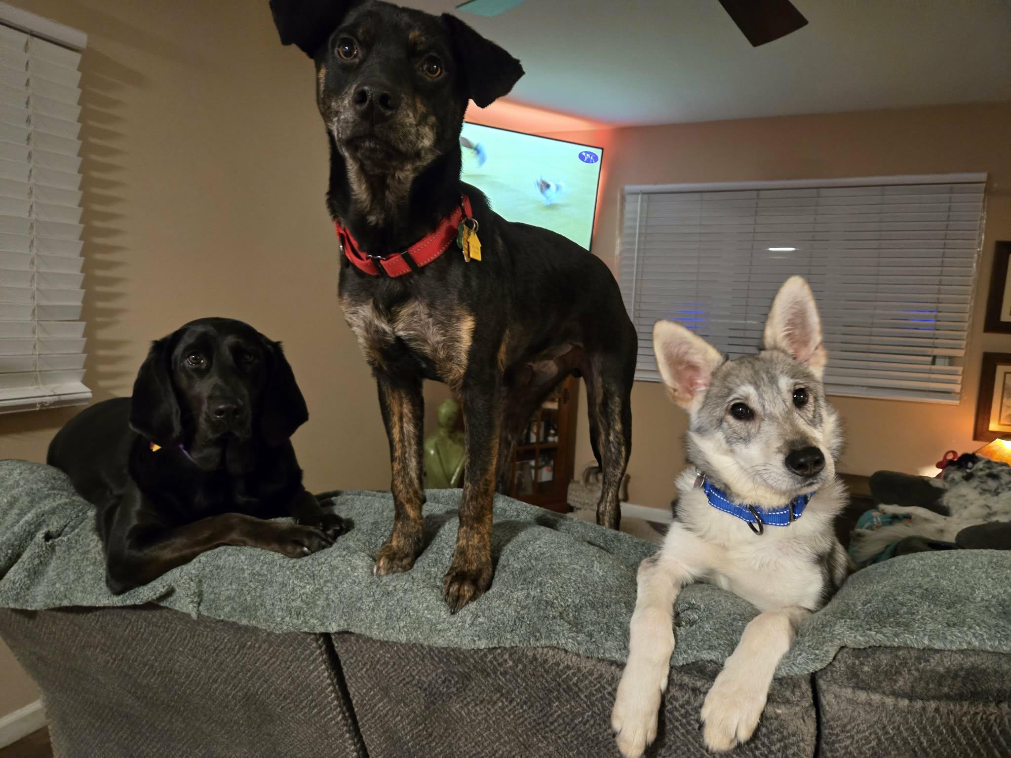 Enlarge Malberian , a Adoptable mixed breed in Merrillville, IN image 5/6