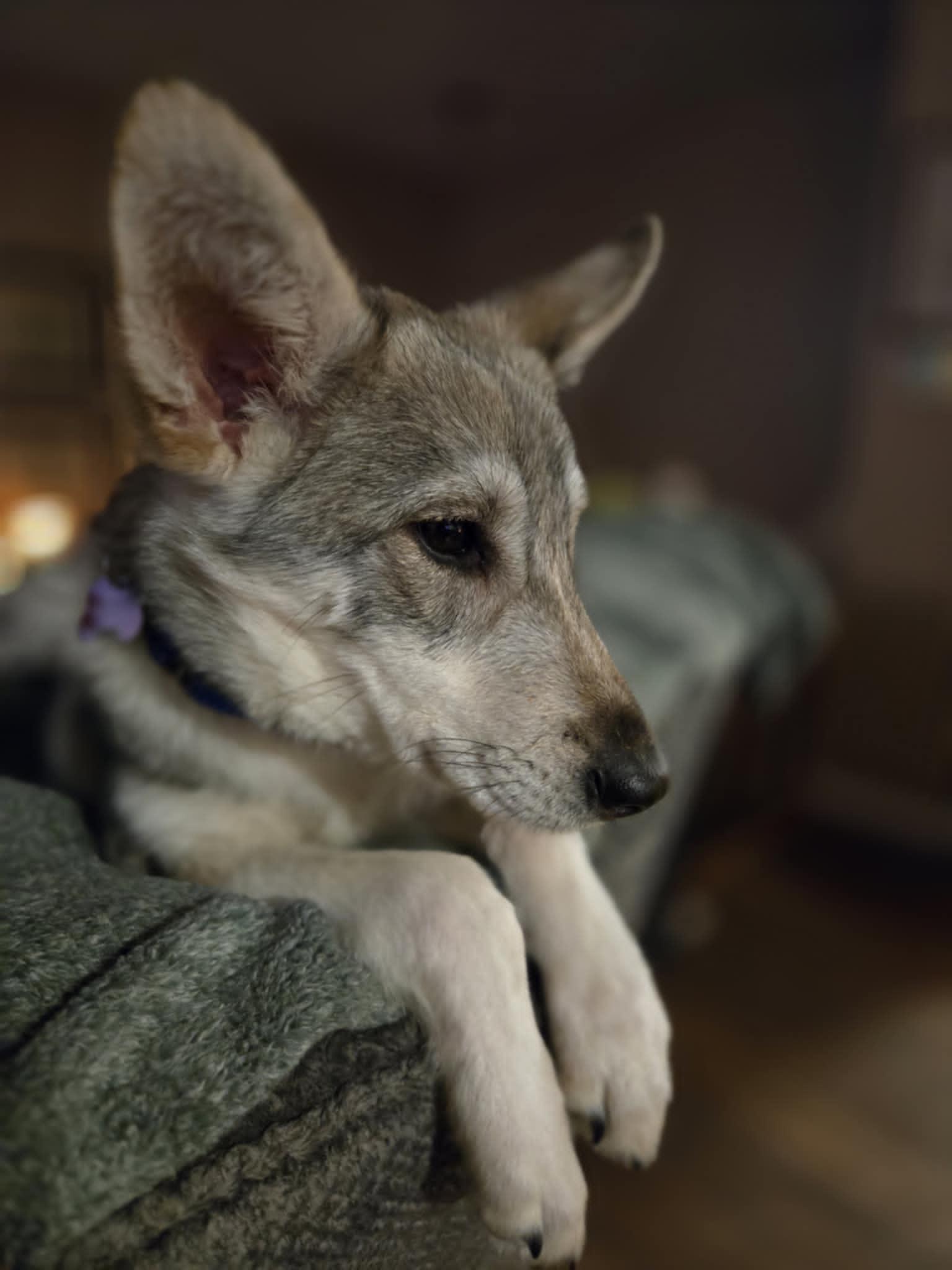 Enlarge Malberian , a Adoptable mixed breed in Merrillville, IN image 6/6