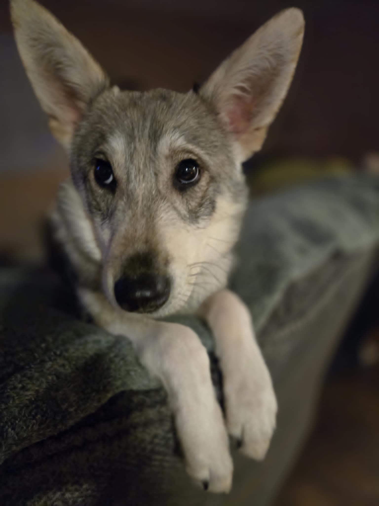 Malberian , Adoptable, Young Male Siberian Husky & Belgian Shepherd / Malinois.