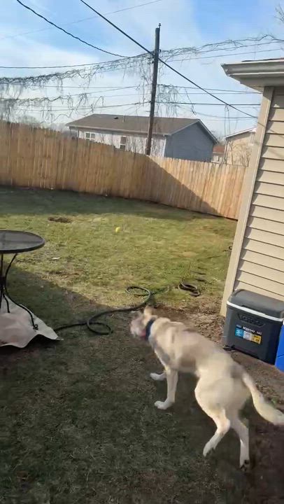 Enlarge Malberian , a Adoptable mixed breed in Merrillville, IN video 2/6