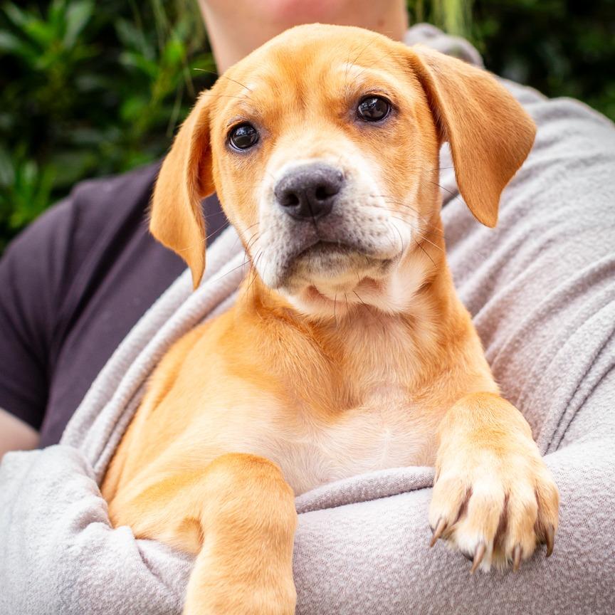 Undergrad, Adoptable, Puppy Female Labrador Retriever & Mixed Breed.