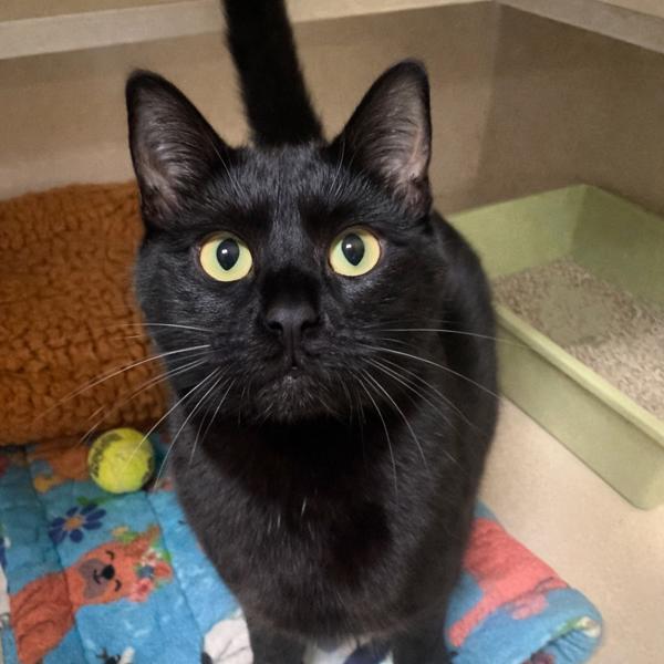 Primrose — thumbnail 2