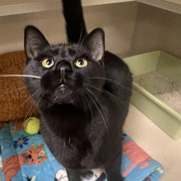 Primrose — thumbnail 4