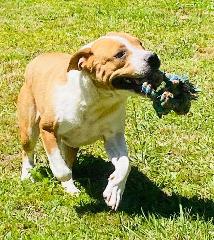 Dedrick, Adoptable, Adult Male Boxer & American Bulldog.