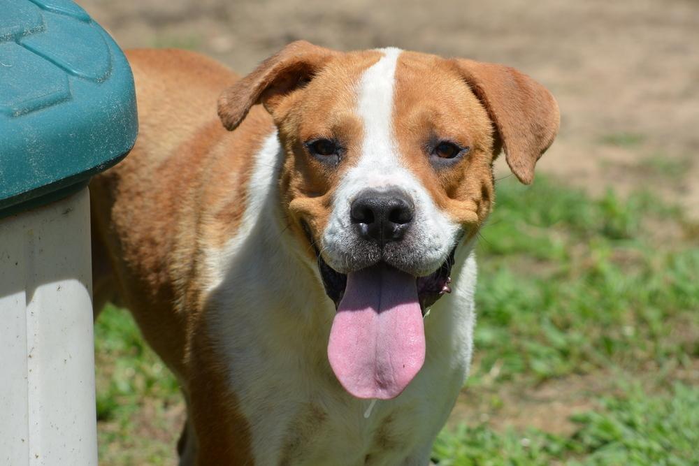 Dedrick, a Adoptable mixed breed in Troy, AL image 2/4