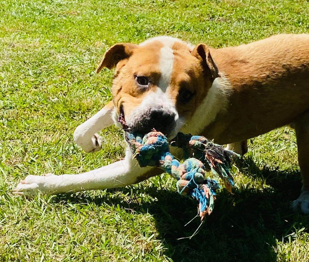 Dedrick, a Adoptable mixed breed in Troy, AL image 3/4