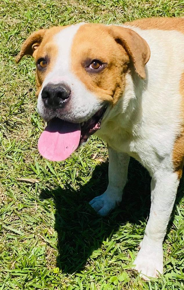 Dedrick, a Adoptable mixed breed in Troy, AL image 4/4