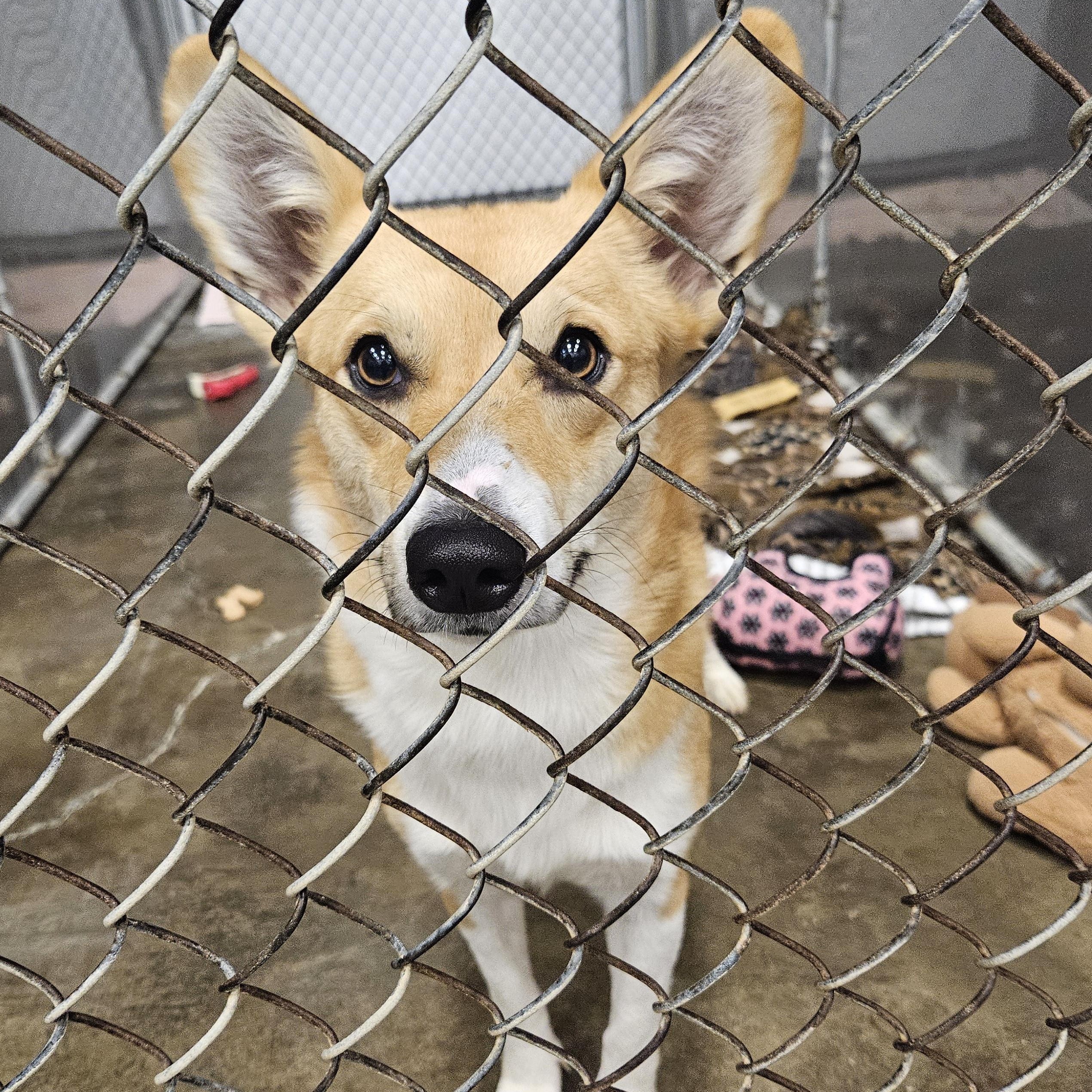 Nacho, Adopted, Puppy Female Corgi.