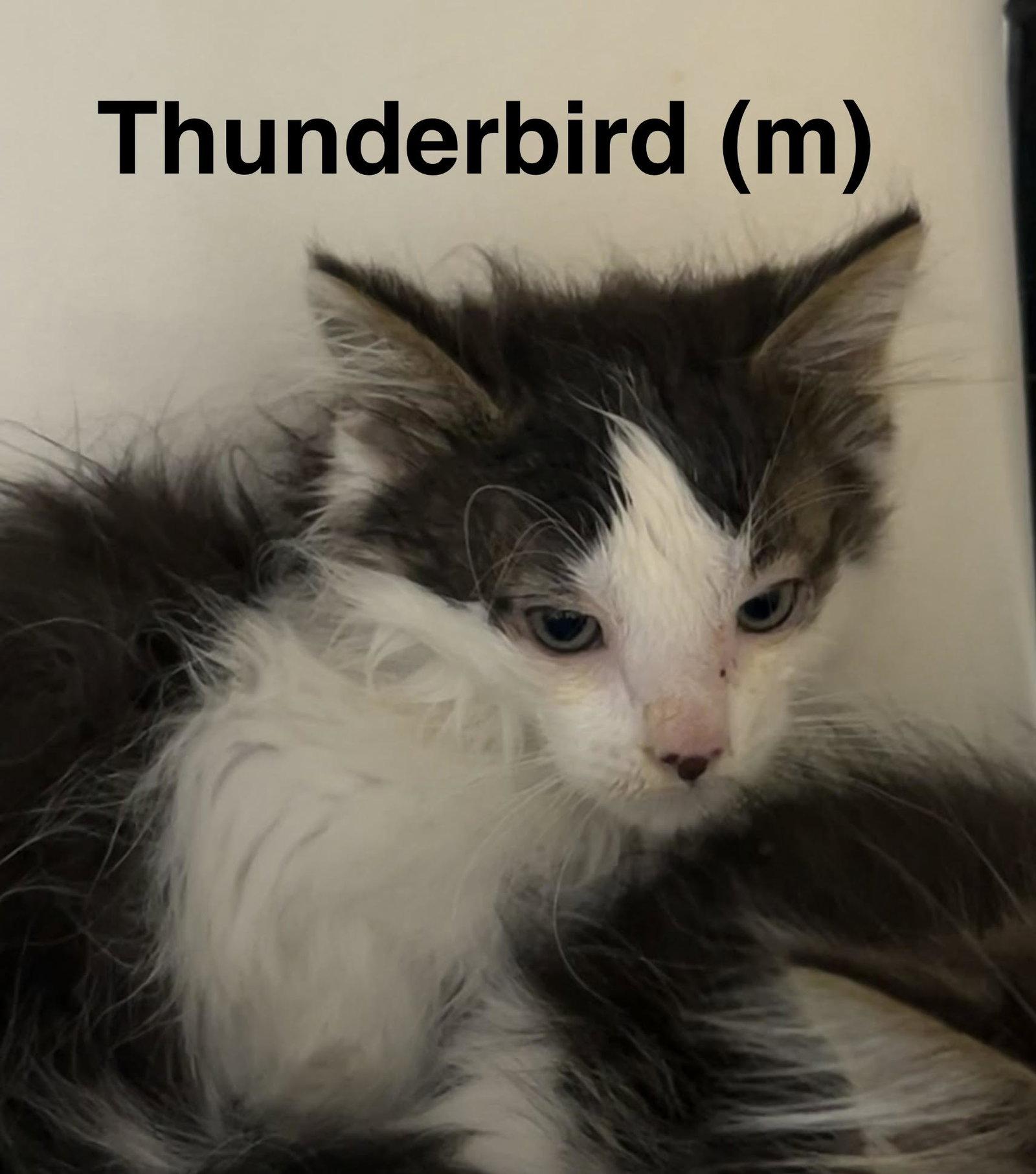 Thunderbird, a Adoptable Domestic Long Hair in Saugerties, NY image 1/2