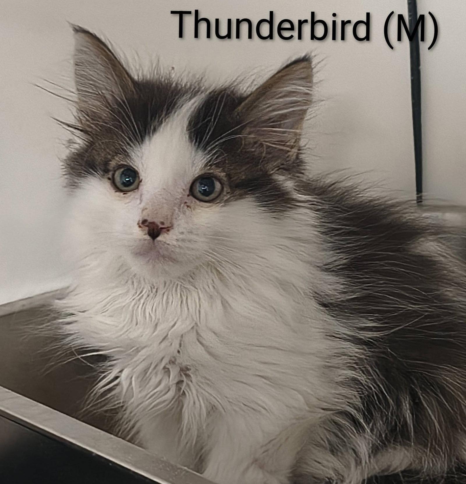 Thunderbird, a Adoptable Domestic Long Hair in Saugerties, NY image 2/2