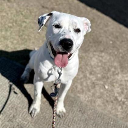 Felicity, Adoptable, Adult Female Mixed Breed & Mixed Breed.