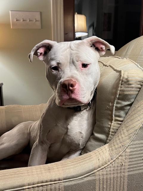 Enlarge Thor, a Adoptable mixed breed in Irmo, SC image 1/3