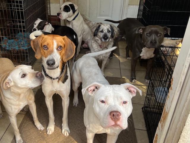 Enlarge Thor, a Adoptable mixed breed in Irmo, SC image 2/3