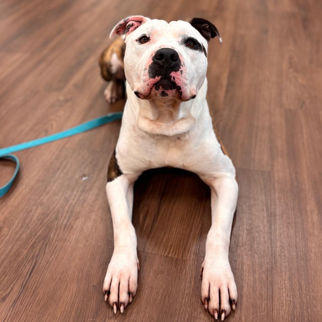 Spot, Adoptable, Adult Male Mixed Breed.