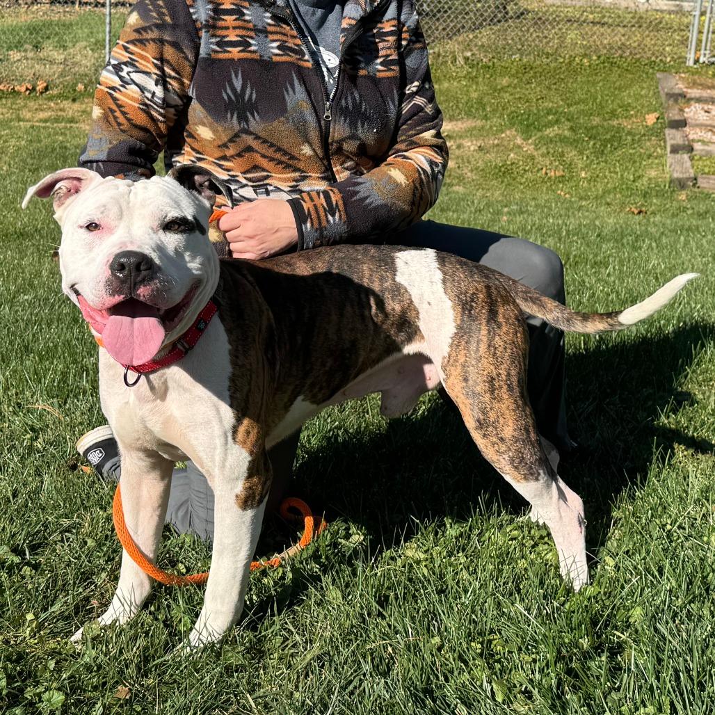 Enlarge Spot, a Adoptable Mixed Breed in Nashville, IN image 2/6