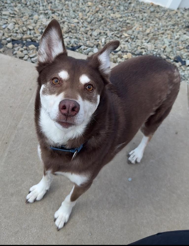 Enlarge MAX: $0 to Adopt!, a Adoptable mixed breed in Rochester, IN image 1/3
