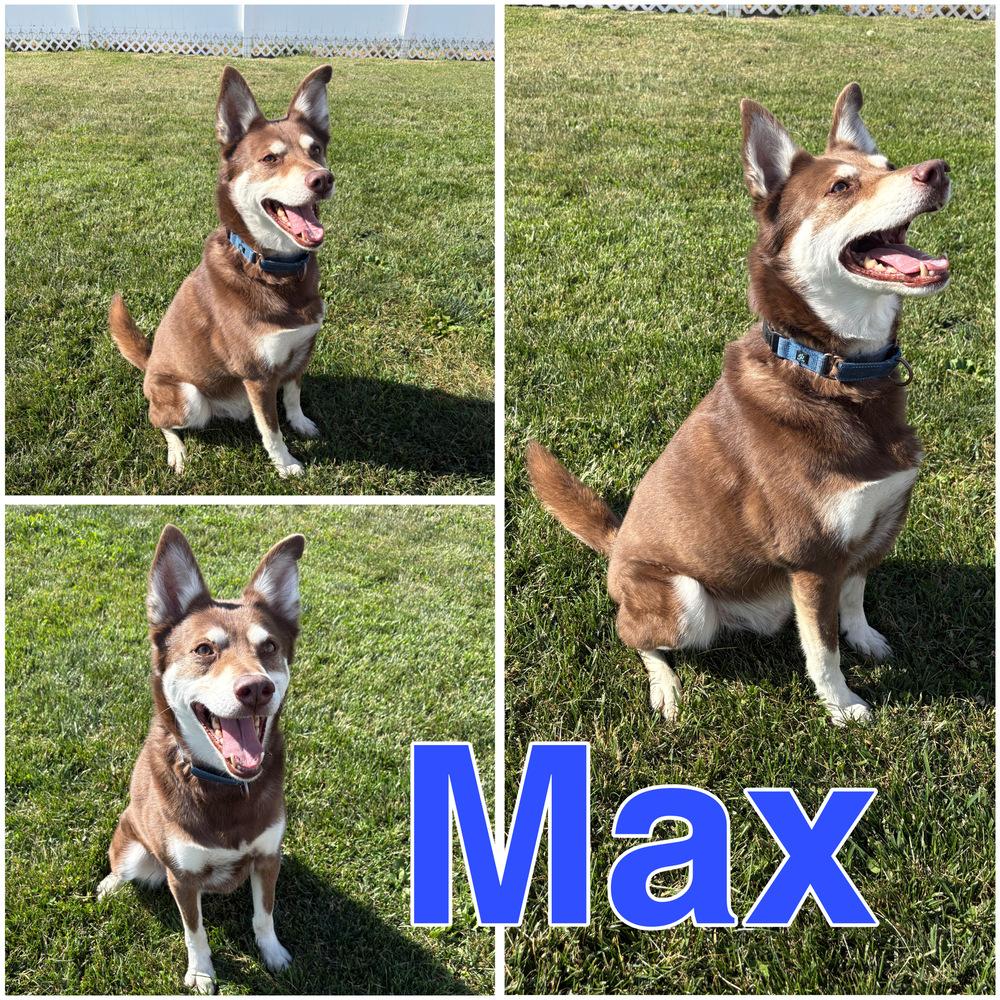 MAX: $0 to Adopt + 1 yr FREE Heartworm Prevention, a Adoptable mixed breed in Rochester, IN image 2/4