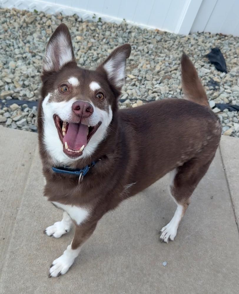 Enlarge MAX: $0 to Adopt!, a Adoptable mixed breed in Rochester, IN image 2/3