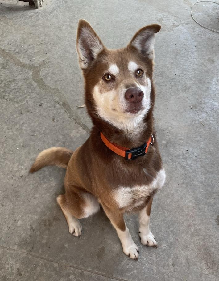 Enlarge MAX: $0 to Adopt!, a Adoptable mixed breed in Rochester, IN image 3/3