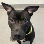 Star, adopted, Adult Female Pit Bull Terrier.