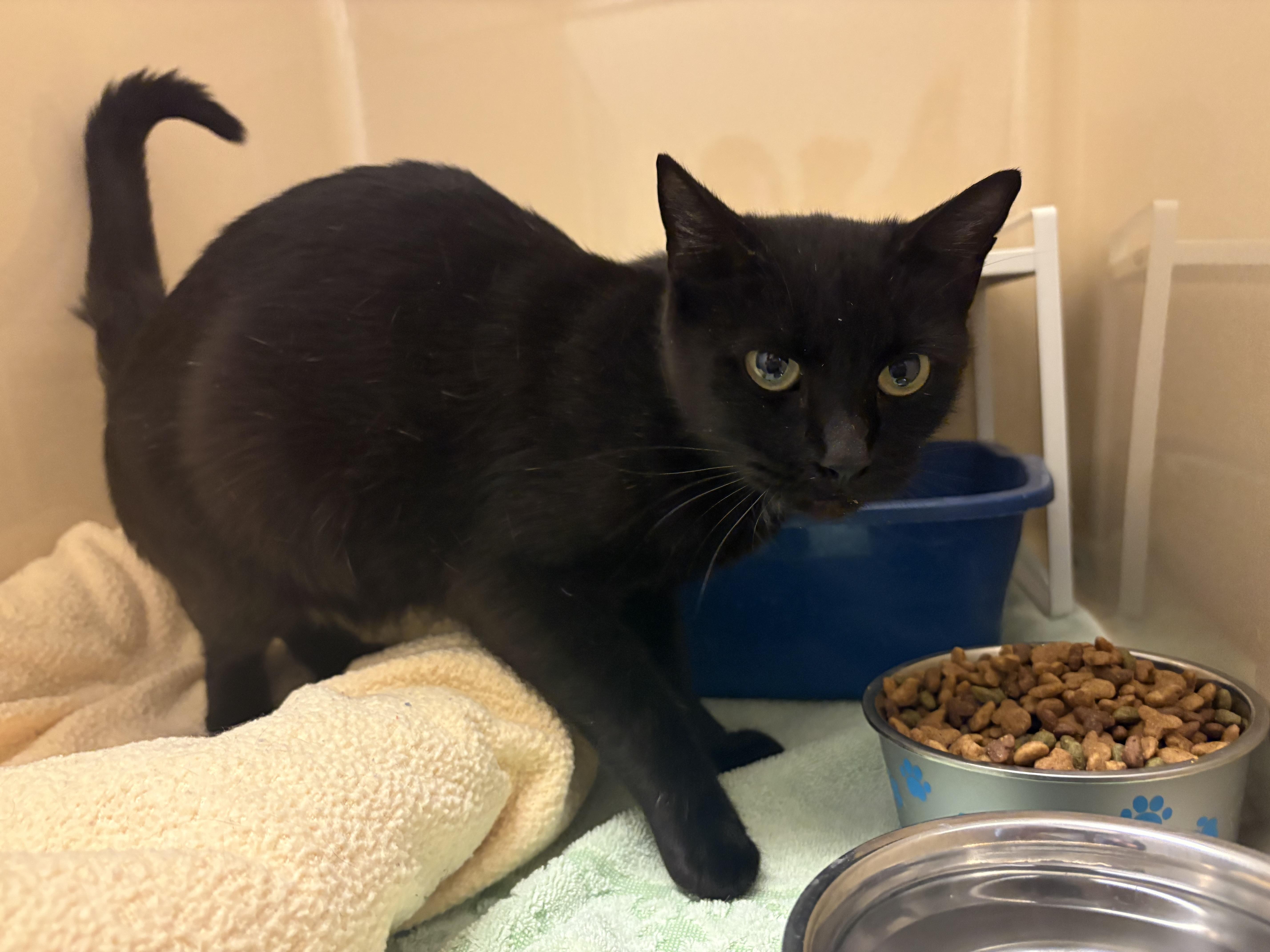 Enlarge Stray DSH, a ADOPTABLE Domestic Short Hair in Hays, KS image 4/6