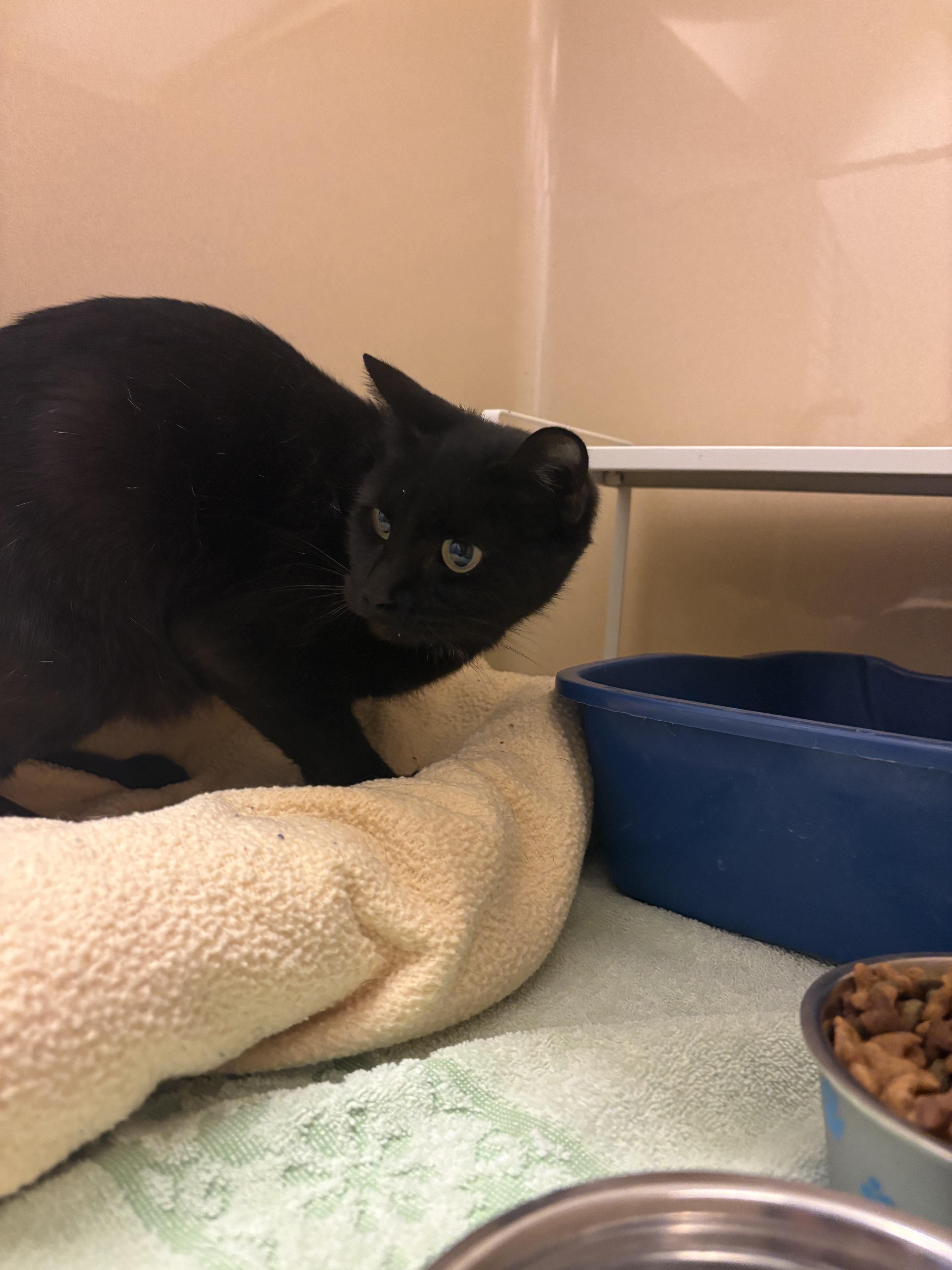 Enlarge Stray DSH, a ADOPTABLE Domestic Short Hair in Hays, KS image 3/6