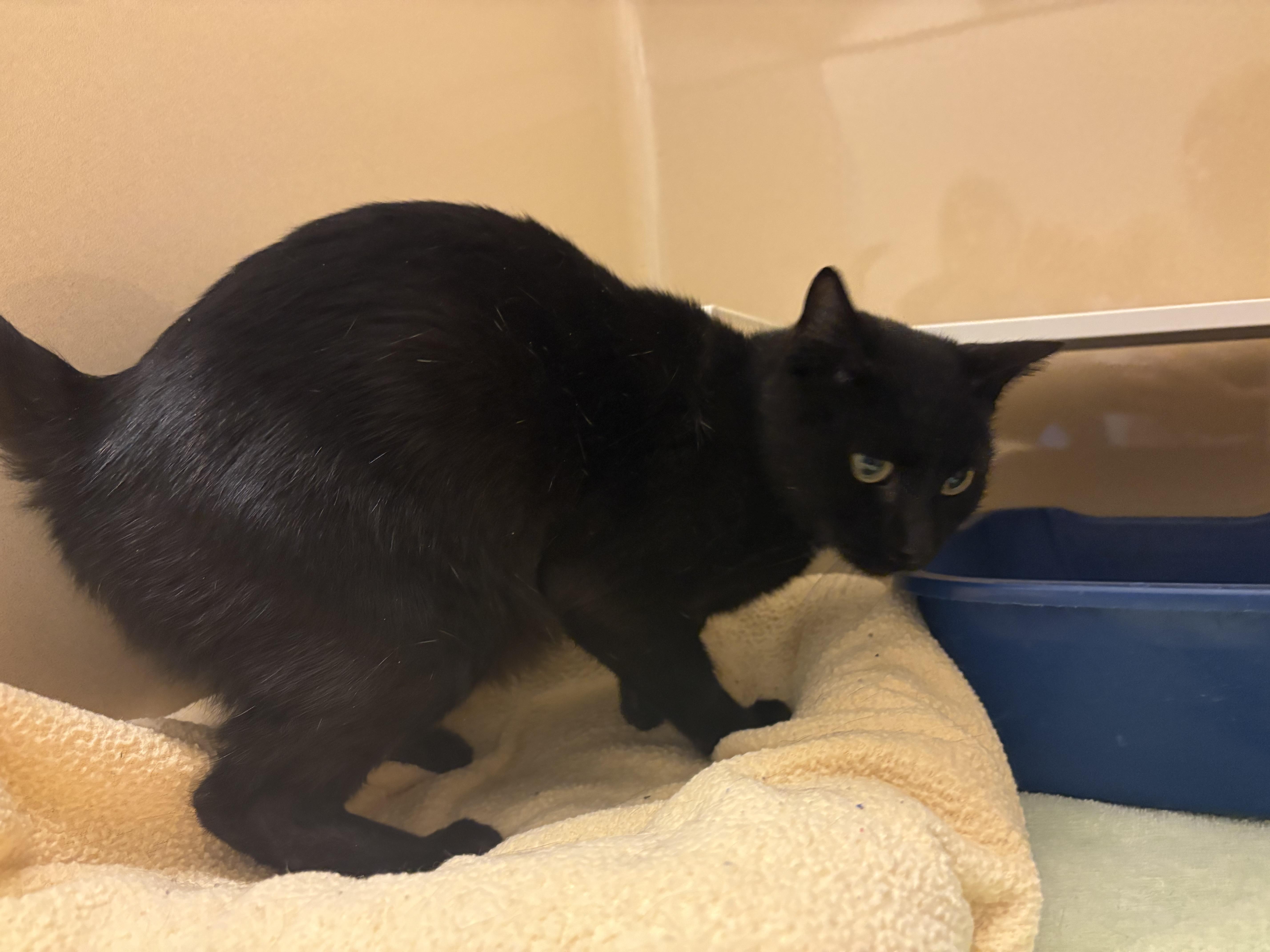 Enlarge Stray DSH, a ADOPTABLE Domestic Short Hair in Hays, KS image 5/6