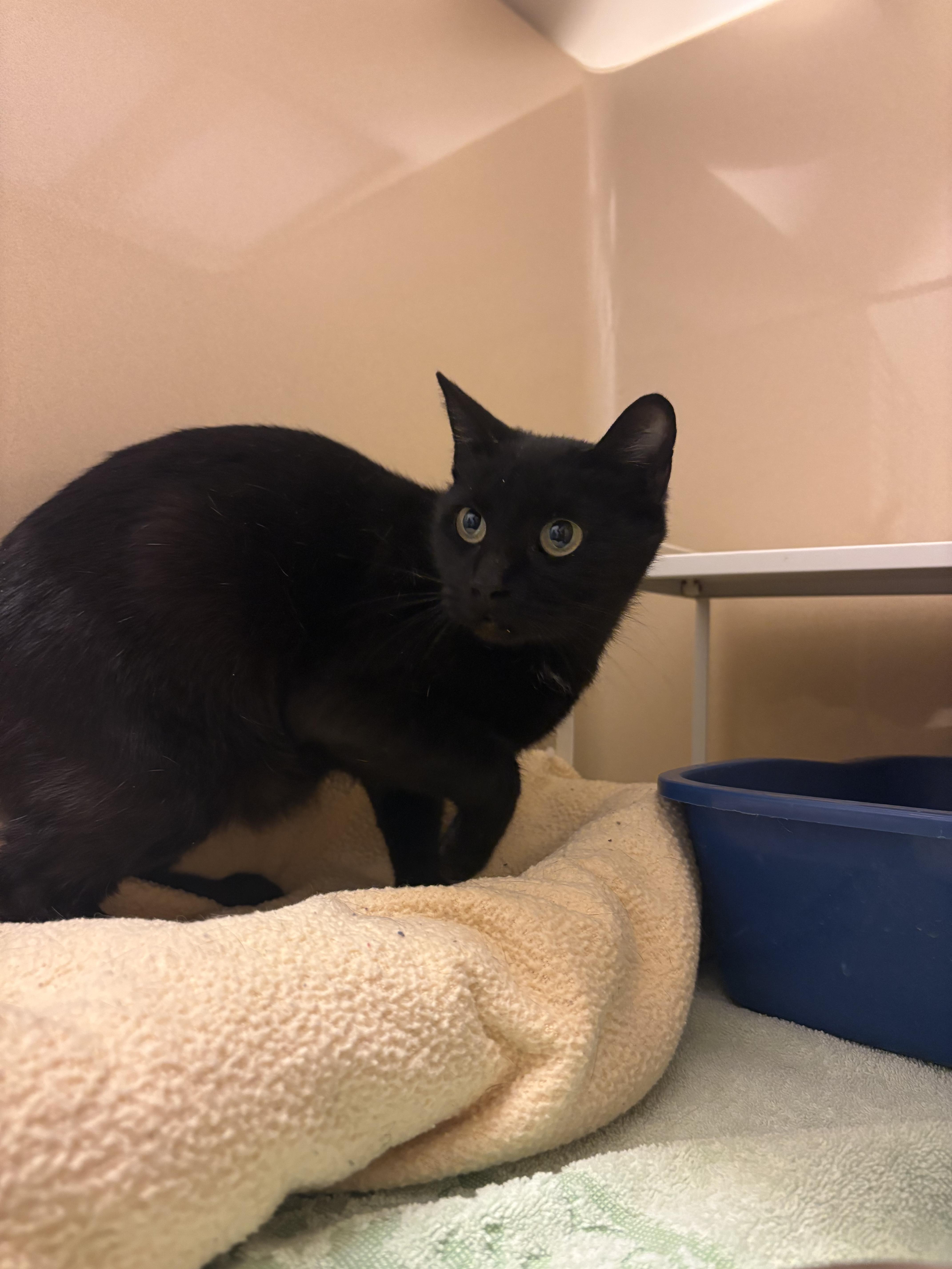 Stray DSH, ADOPTABLE, Young Female Domestic Short Hair.