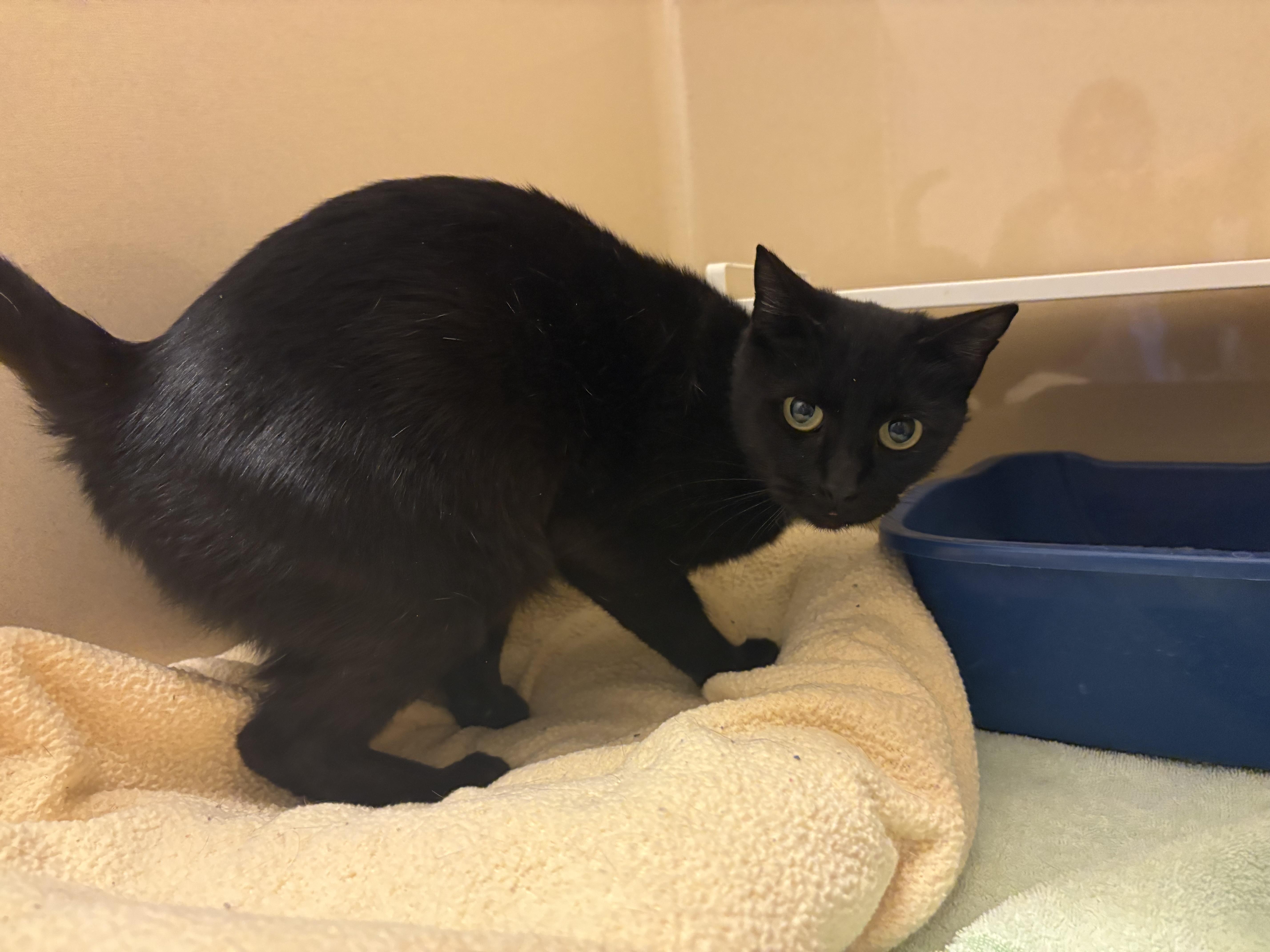 Enlarge Stray DSH, a ADOPTABLE Domestic Short Hair in Hays, KS image 6/6