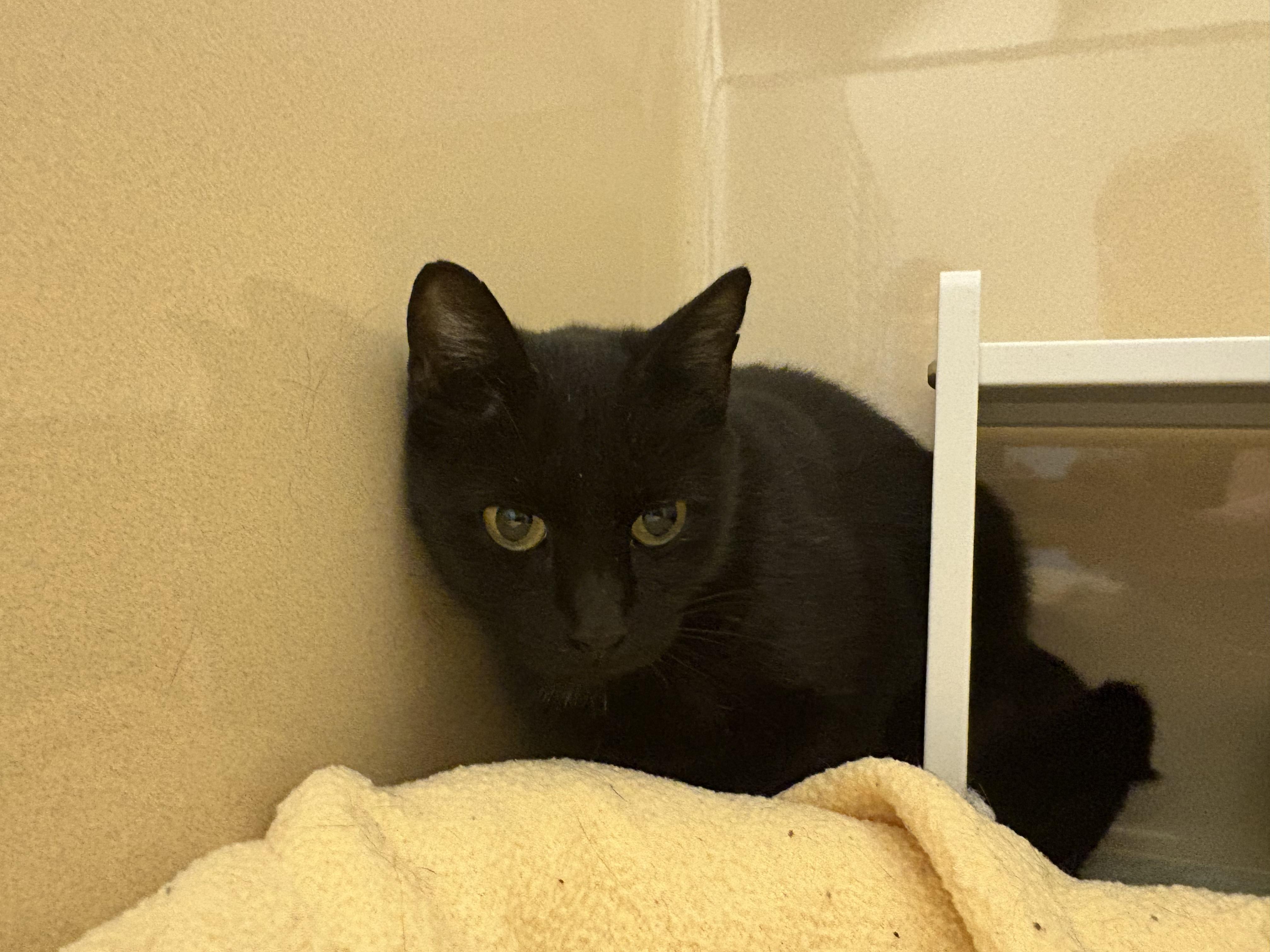 Enlarge Stray DSH, a ADOPTABLE Domestic Short Hair in Hays, KS image 2/6