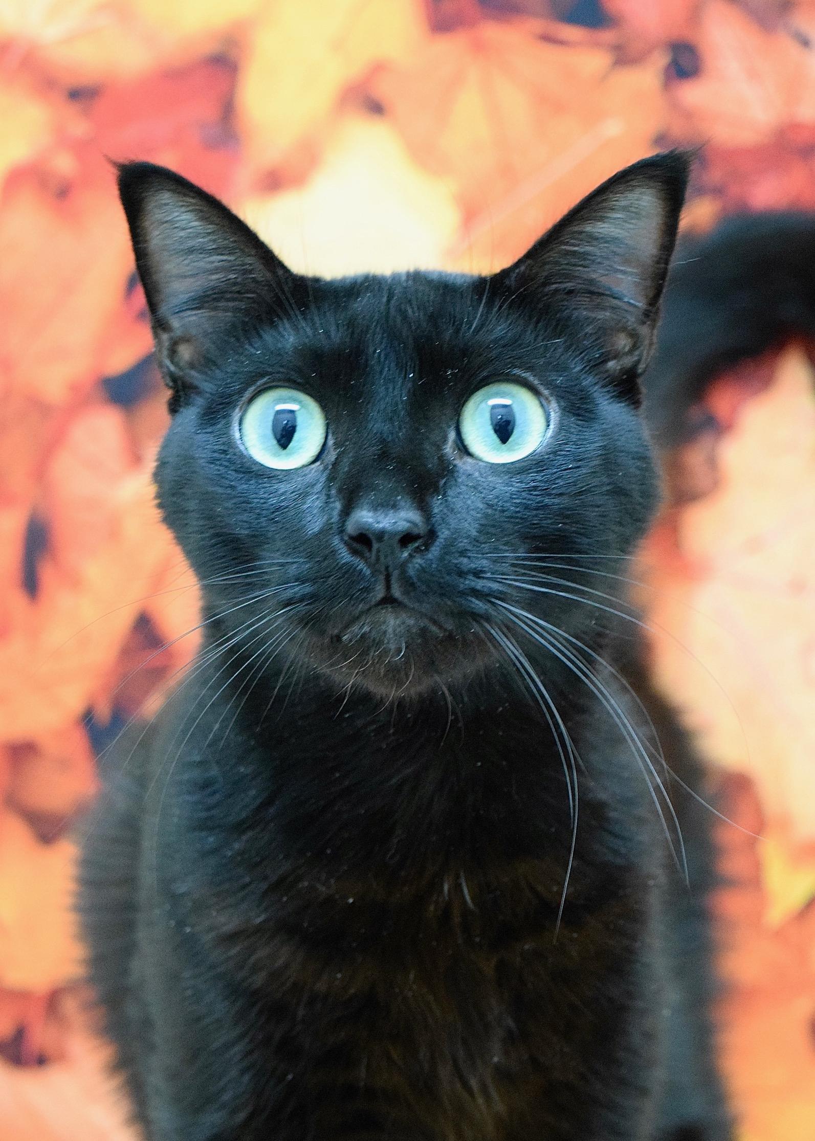Katara, Adoptable, Senior Male Domestic Short Hair.