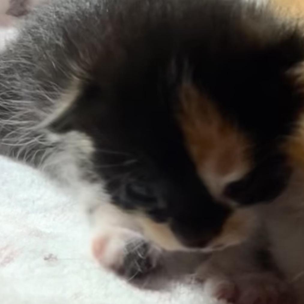 Hazel, Adoptable, Kitten Female Domestic Short Hair.