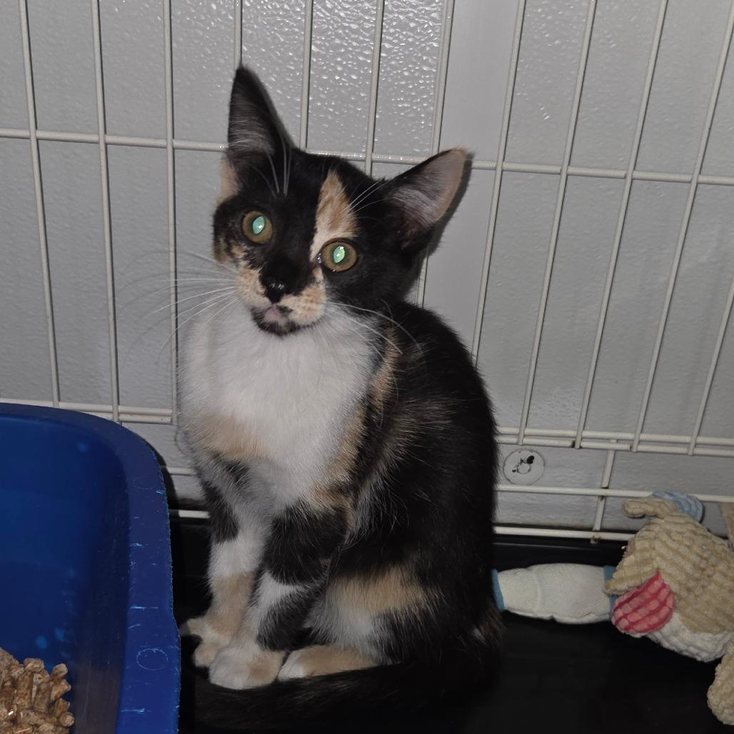 Enlarge Hazel, a Adoptable Domestic Short Hair in Priest River, ID image 2/2