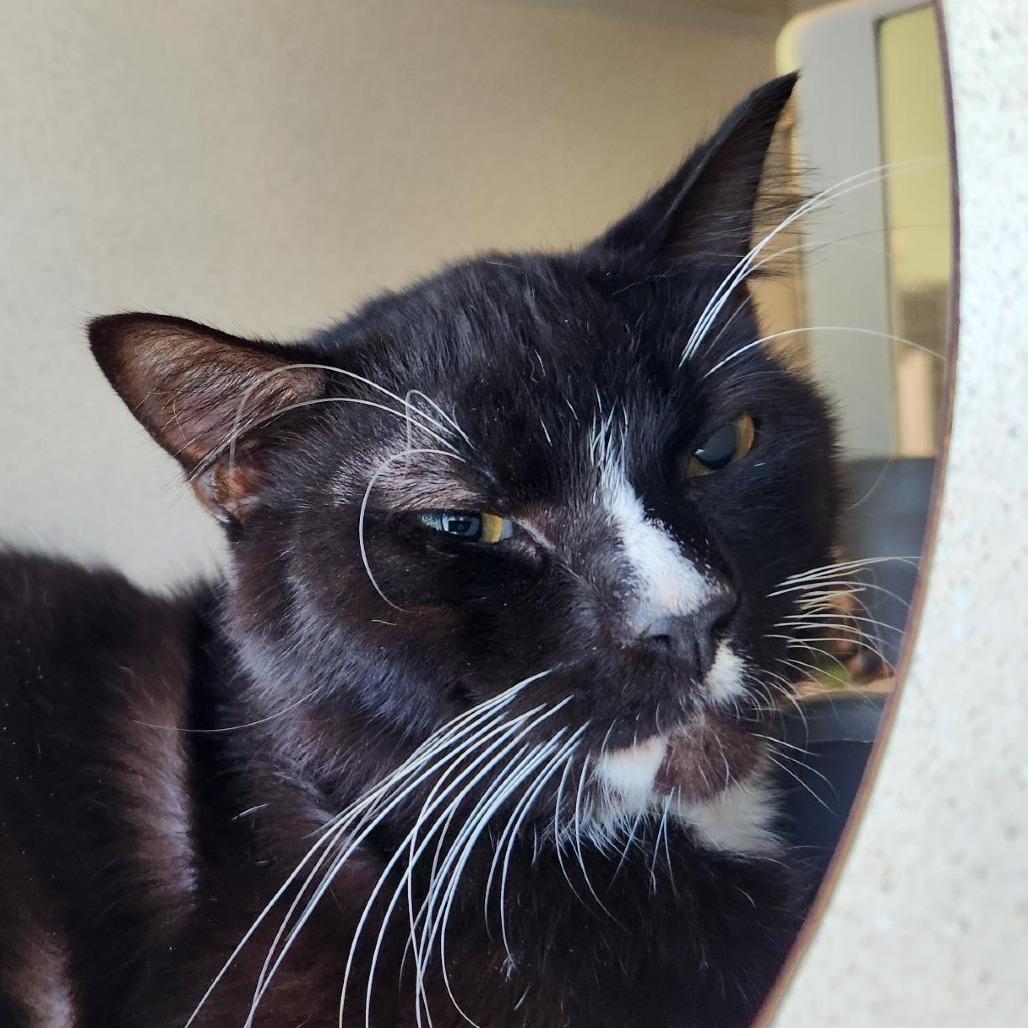 Sailor Cat Shadow, Adoptable, Kitten Male Domestic Short Hair.