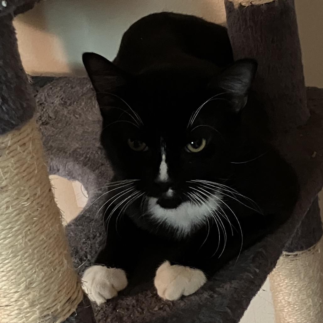 Enlarge Sailor Cat Shadow, a Adoptable Domestic Short Hair in Tacoma, WA image 2/2