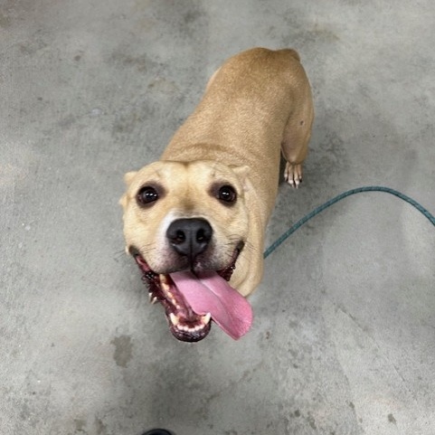 Enlarge Olive, a Adoptable mixed breed in Portland, OR image 6/6