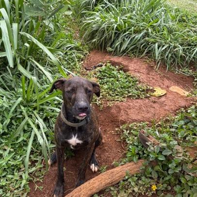 Maverick, Adoptable, Young Male Whippet.