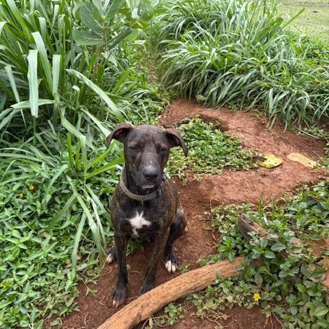Maverick, a Adoptable Whippet in Kilauea, HI image 3/4
