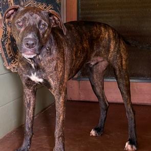 Enlarge Maverick, a Adoptable Whippet in Kilauea, HI image 2/2