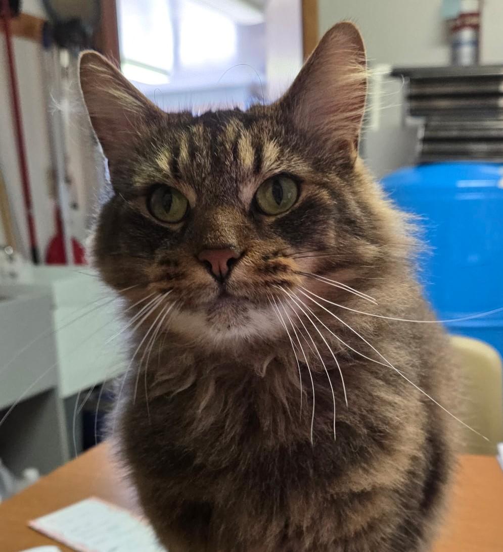 Meowchi, Adoptable, Adult Male Domestic Long Hair.