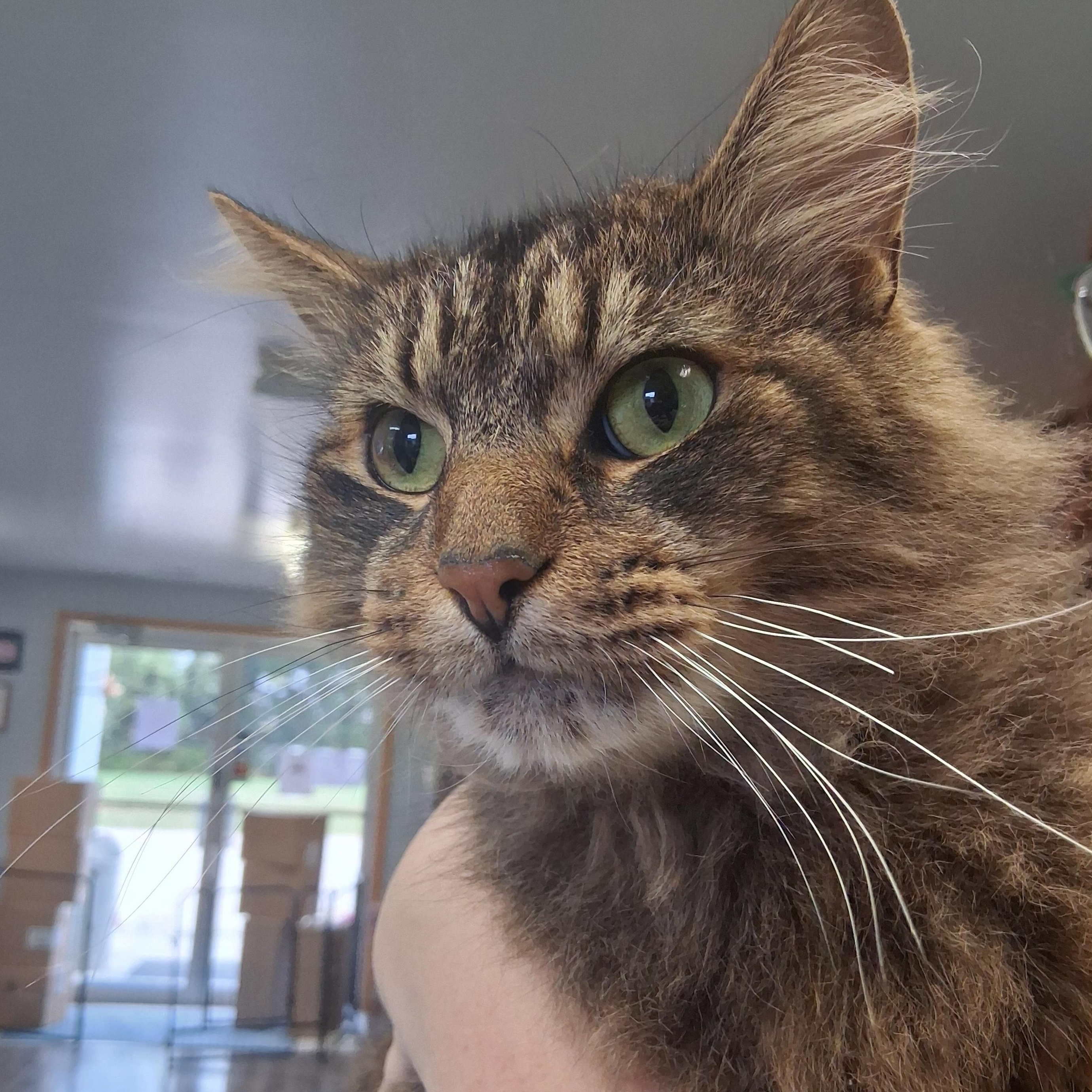 Meowchi, Adoptable, Adult Male Domestic Long Hair.
