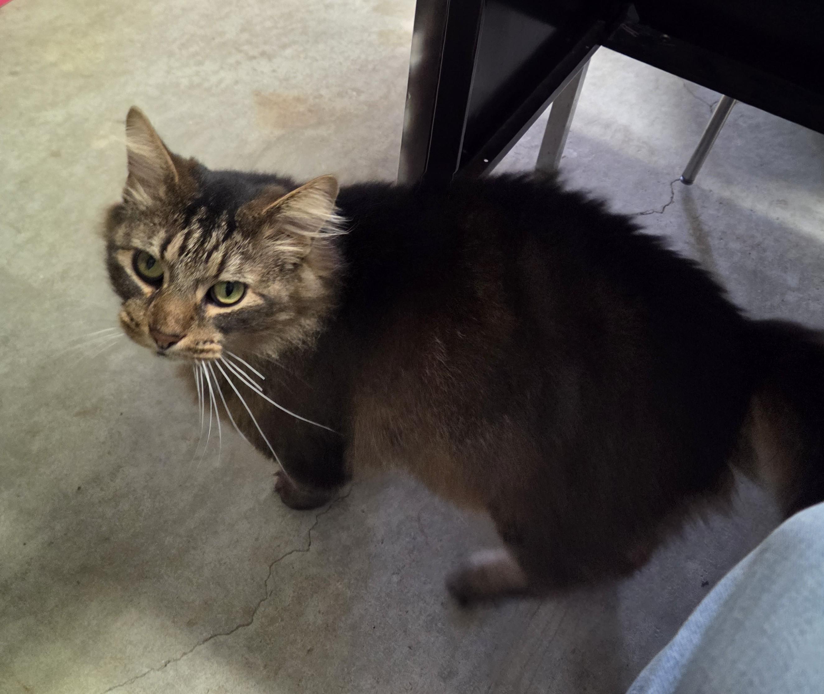 Enlarge Meowchi, a Adoptable mixed breed in Lexington, MI image 3/4