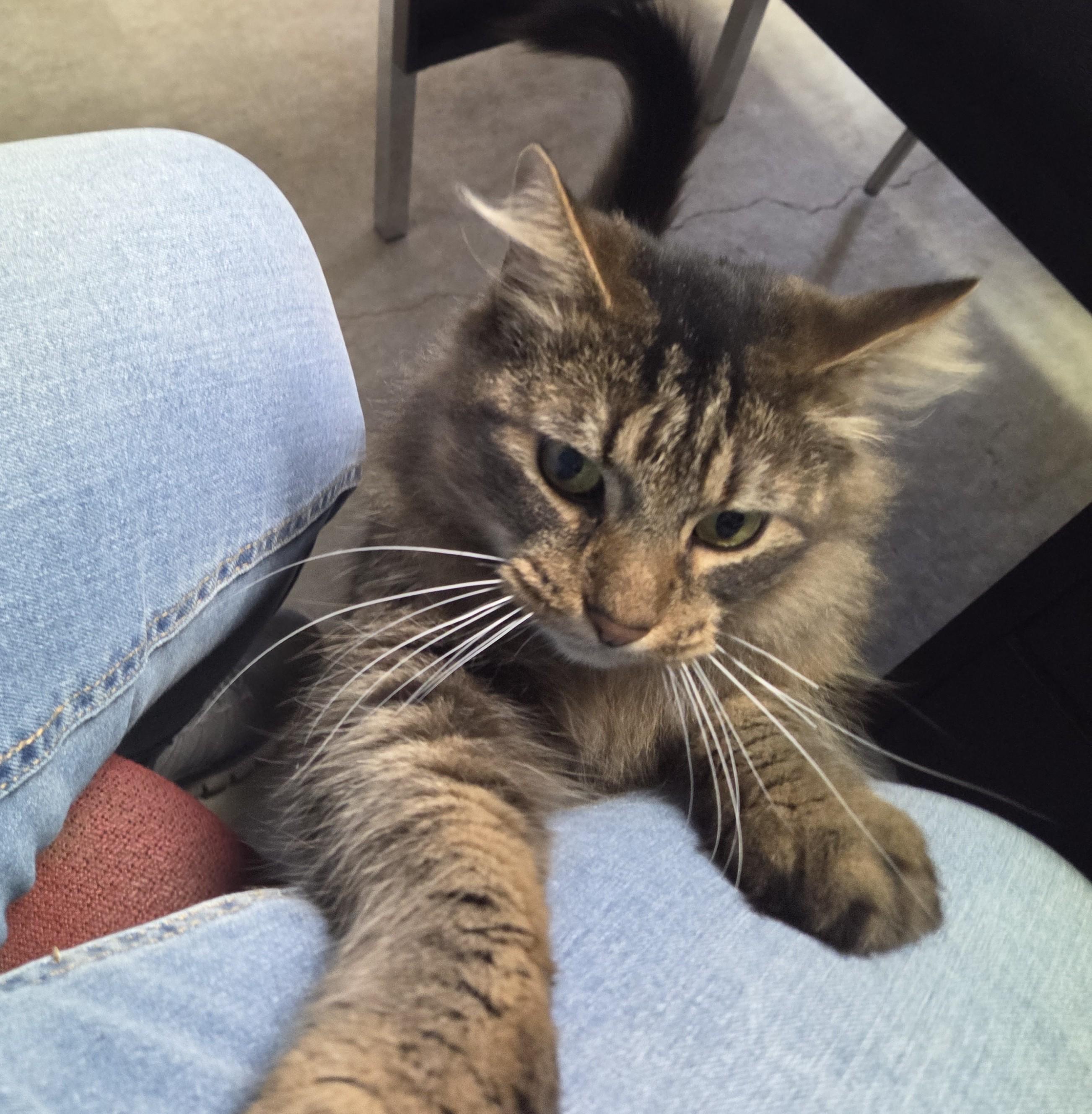 Enlarge Meowchi, a Adoptable mixed breed in Lexington, MI image 4/4