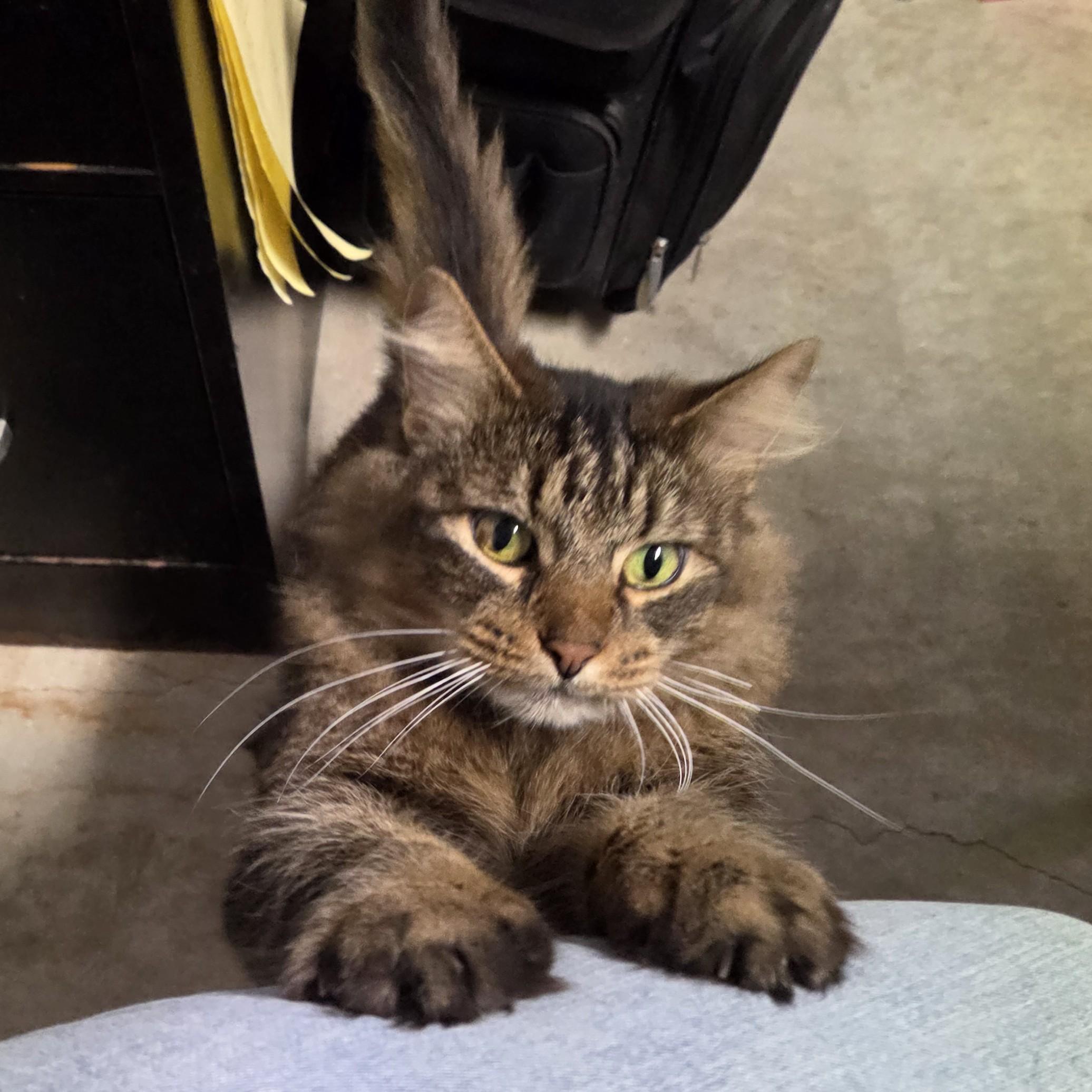 Enlarge Meowchi, a Adoptable mixed breed in Lexington, MI image 1/4