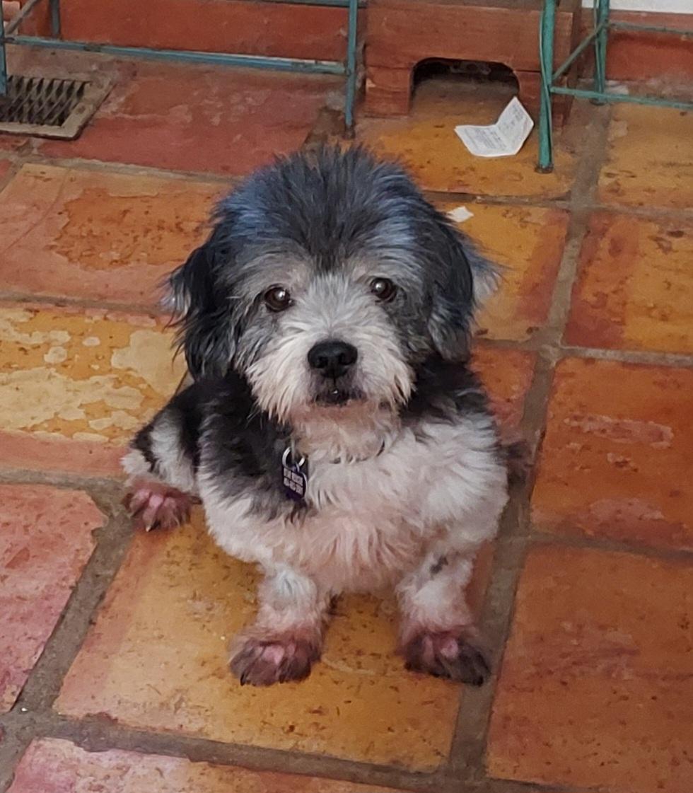 Enlarge Seal, a Adoptable Lhasa Apso in Ellijay, GA image 1/6